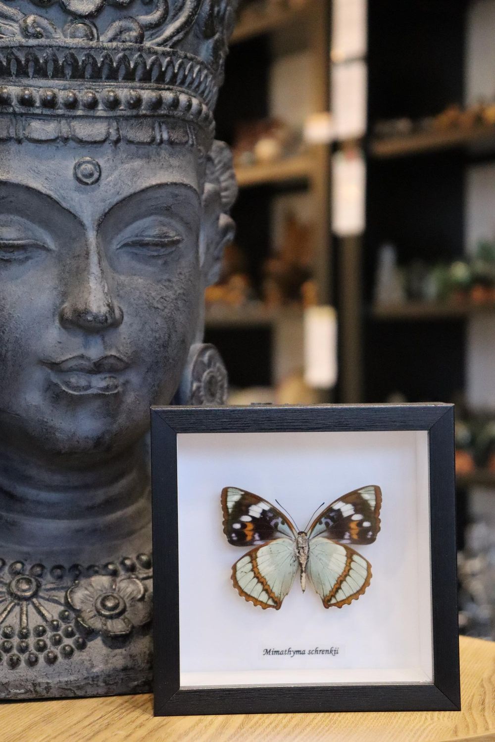 Preserved Mimathyma Schrencki Butterfly