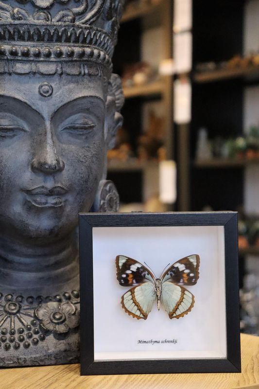 Preserved Mimathyma Schrencki Butterfly