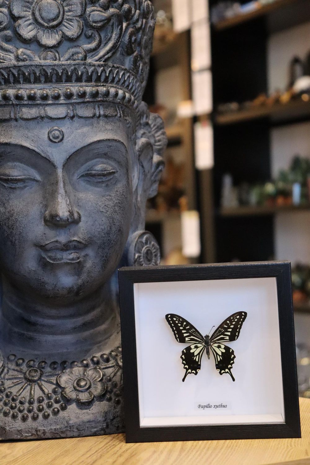 Preserved Papilio Xuthus Butterfly