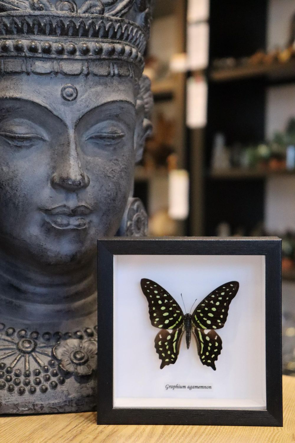Preserved Graphium Agamemnon Butterfly
