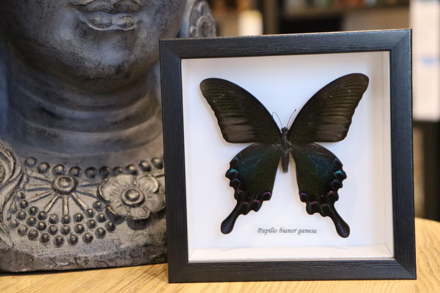 Preserved Papilio Bianor Ganesha Butterfly