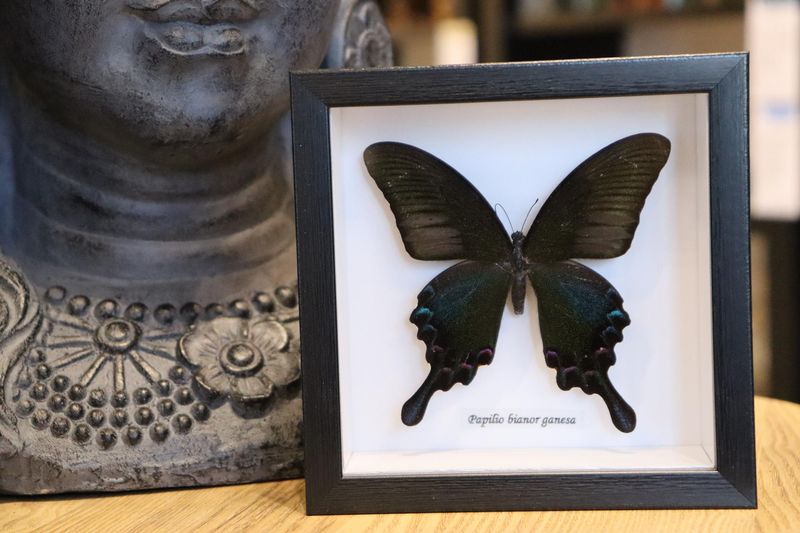Preserved Papilio Bianor Ganesha Butterfly