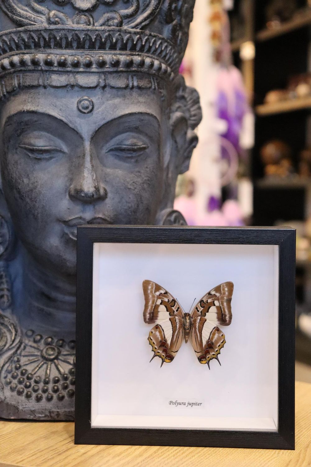 Preserved Polyura Jupiter Butterfly