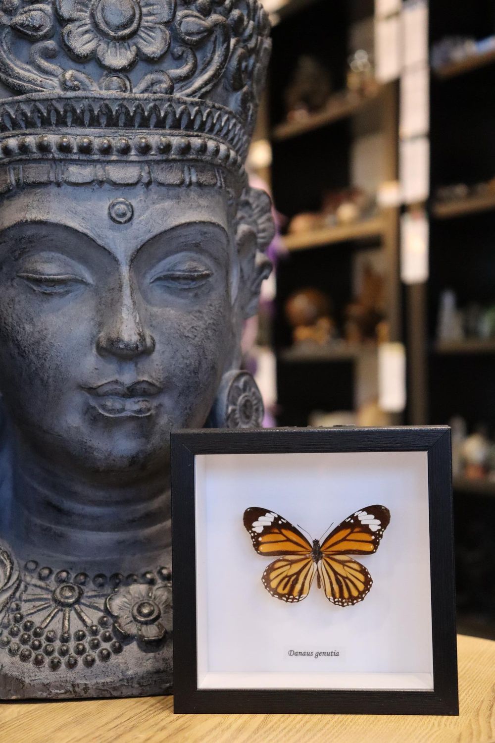 Preserved Danaus Genutia Butterfly