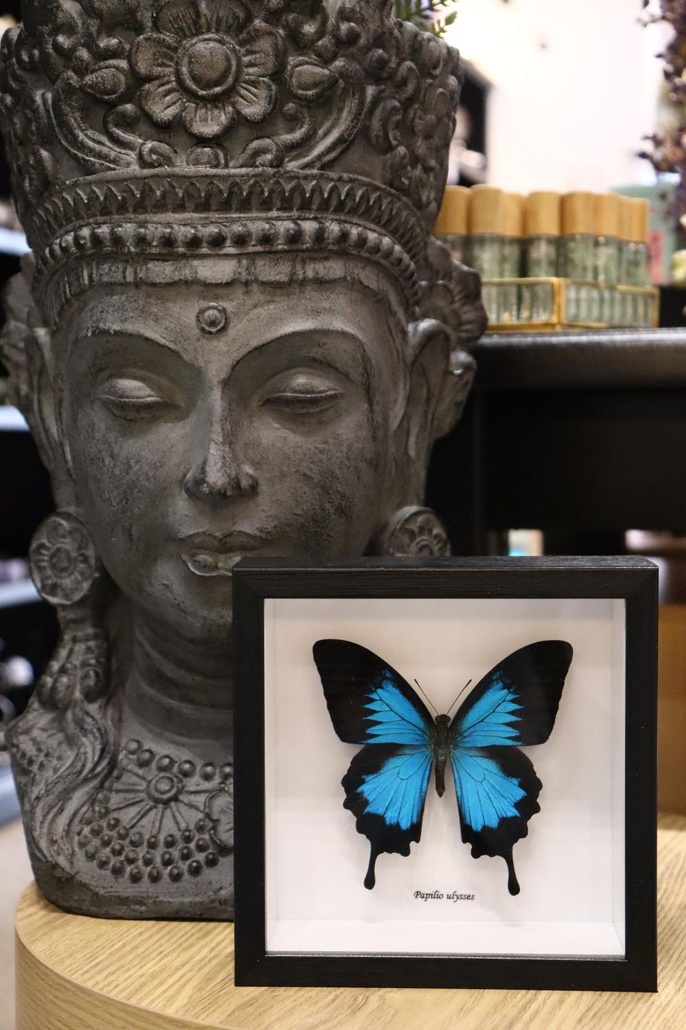 Preserved Papilio Ulysses label Butterfly