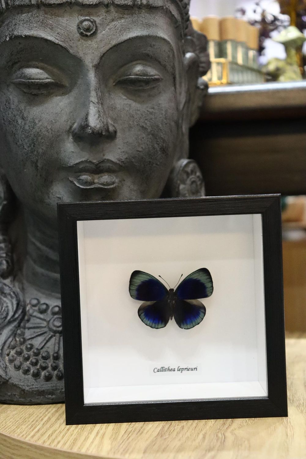 Preserved Callithea leprieuri Butterfly
