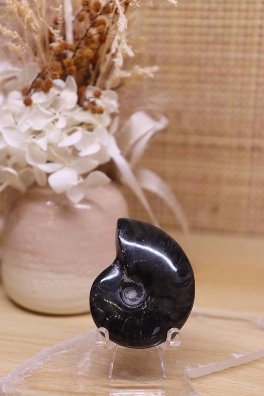 Ammonite + Stand