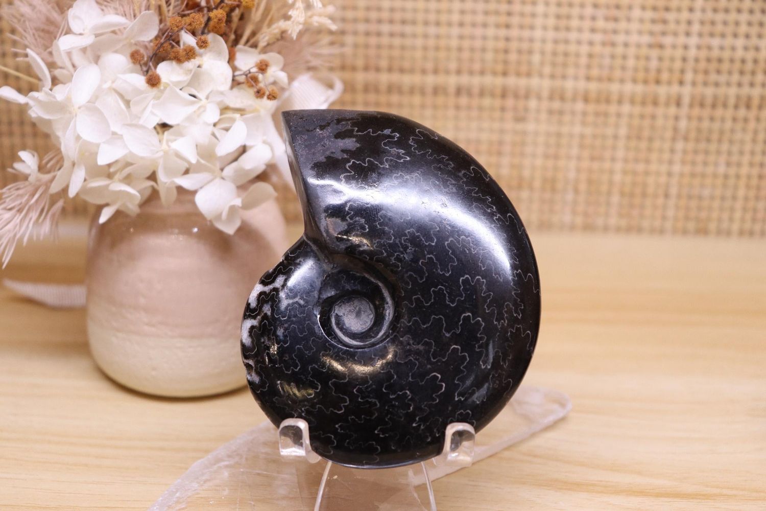 Ammonite + Stand