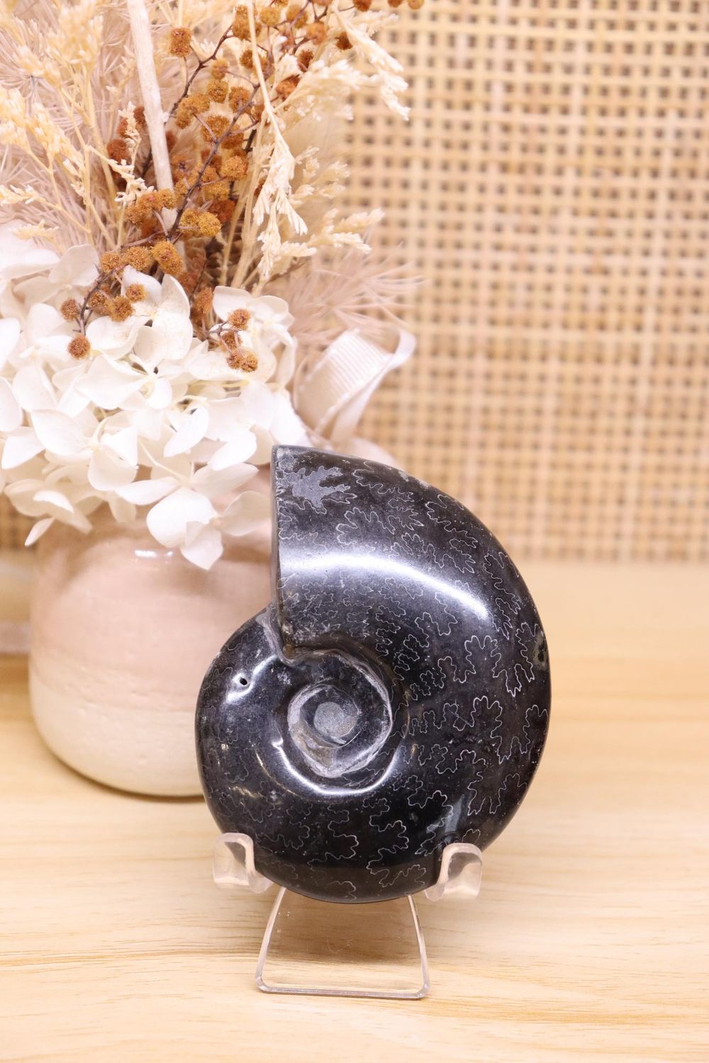 Ammonite + Pyrite + Stand