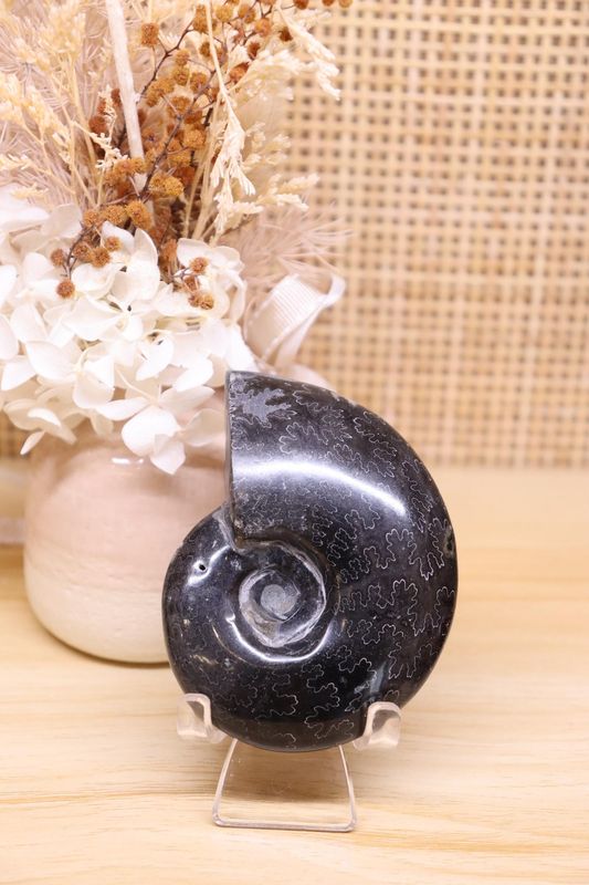 Ammonite + Pyrite + Stand