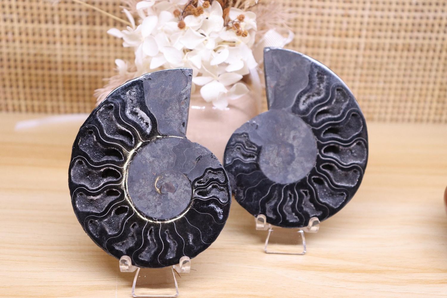 Ammonite + Stand Set