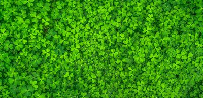 Desire For Luck