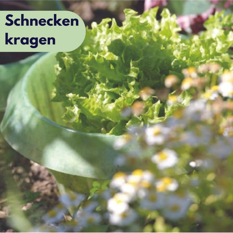 Schneckenkrage | Schneckenschutz | Schneckenschutzring