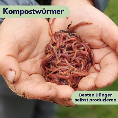 Kompostwürmer (1000 Stück)