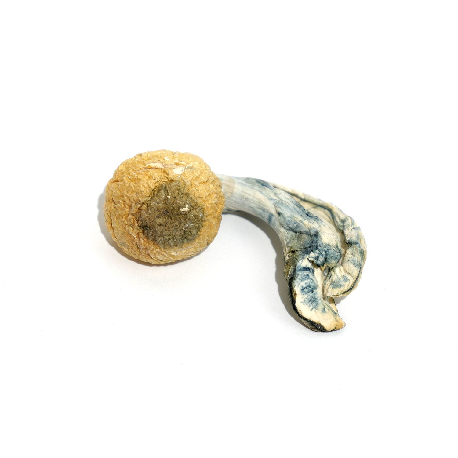 Steel magnolia