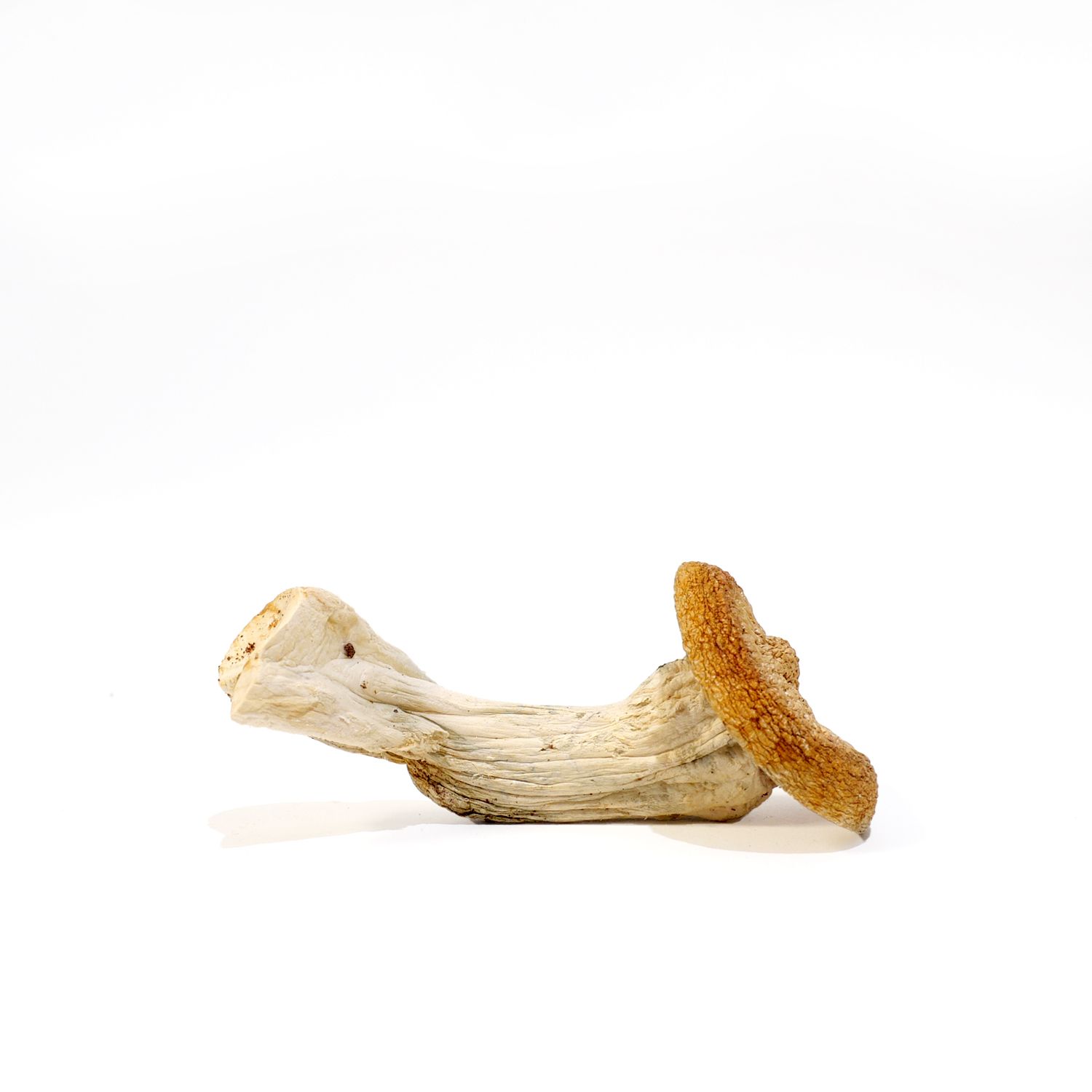 Makilla Gorrilla