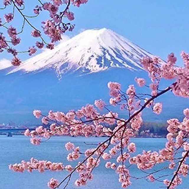 Japanese Cherry Blossom Fragrance Bar