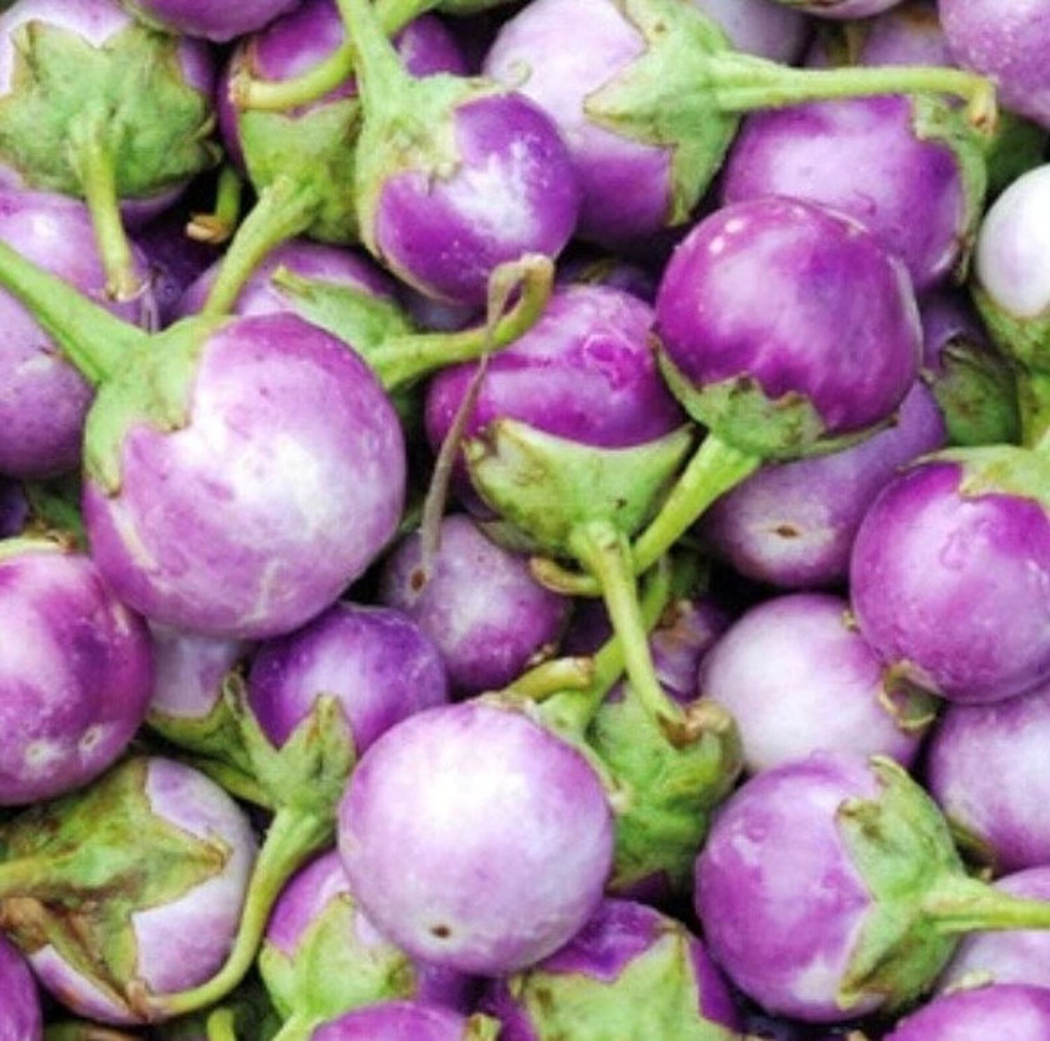Eggplant seeds - Indian small purple round  Non-GMO and  FRESH