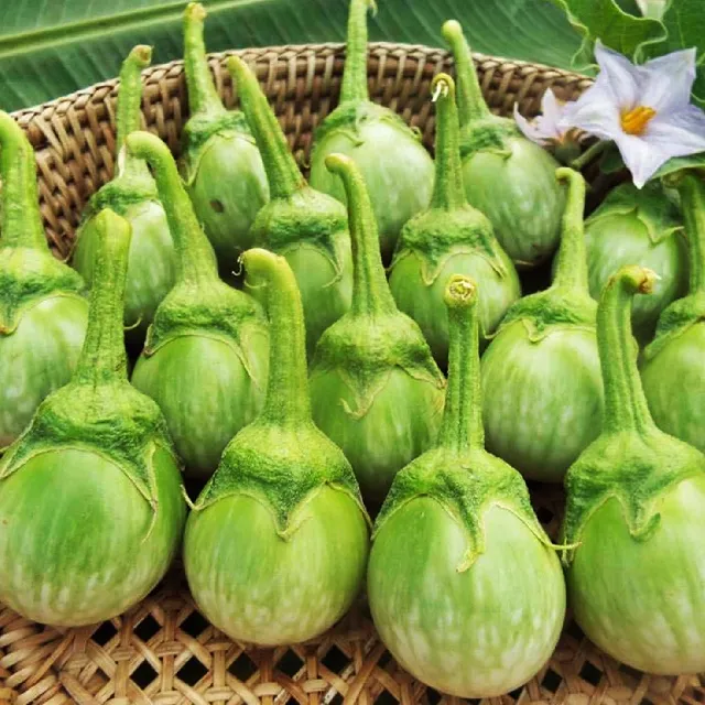 Eggplant seeds - Green small round Non-GMO and FRESH