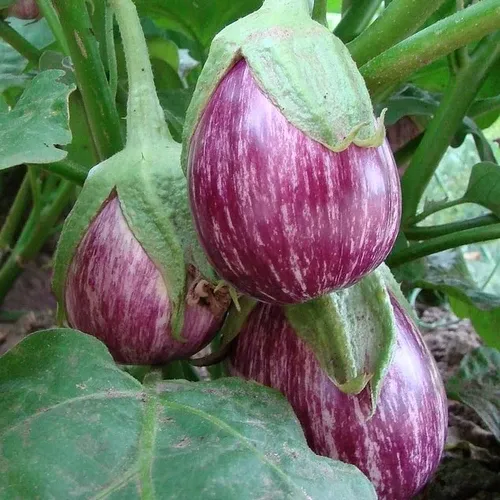 Eggplant seeds - Purple Striped  Non-GMO and  FRESH