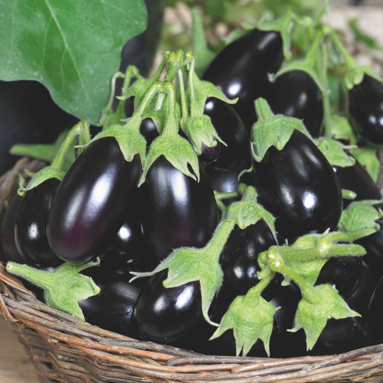 Eggplant seeds - Dark purple Non-GMO ORGANIC FRESH