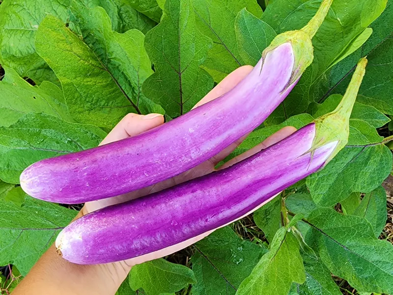 Eggplant seeds - Light to dark purple soft and long Non-GMO and FRESH