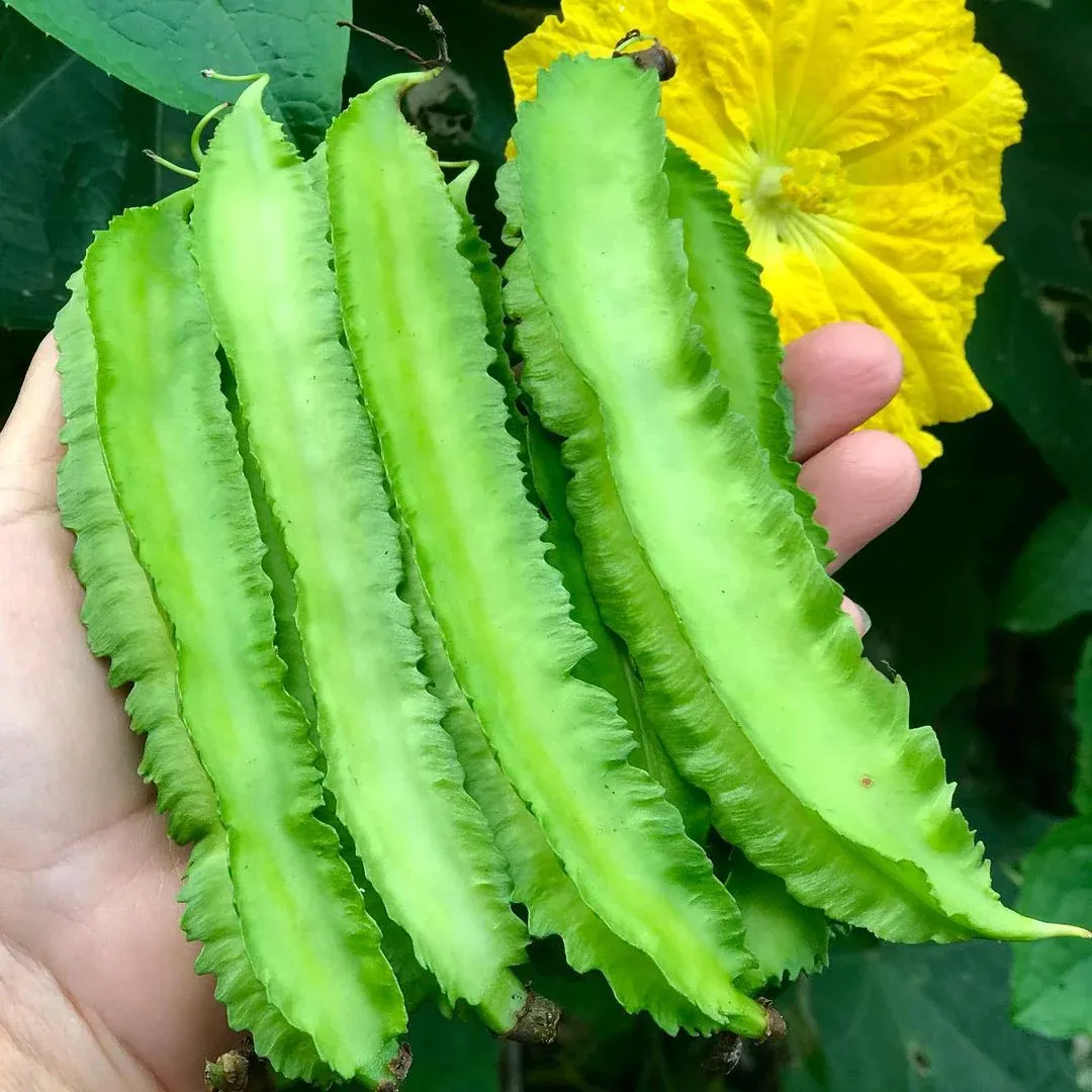 Pole Winged bean seeds - Non-GMO  and FRESH