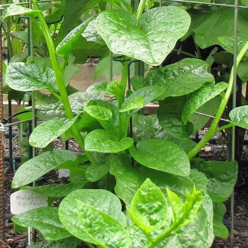 Green Malabar spinach seeds - Non-GMO ORGANIC and FRESH