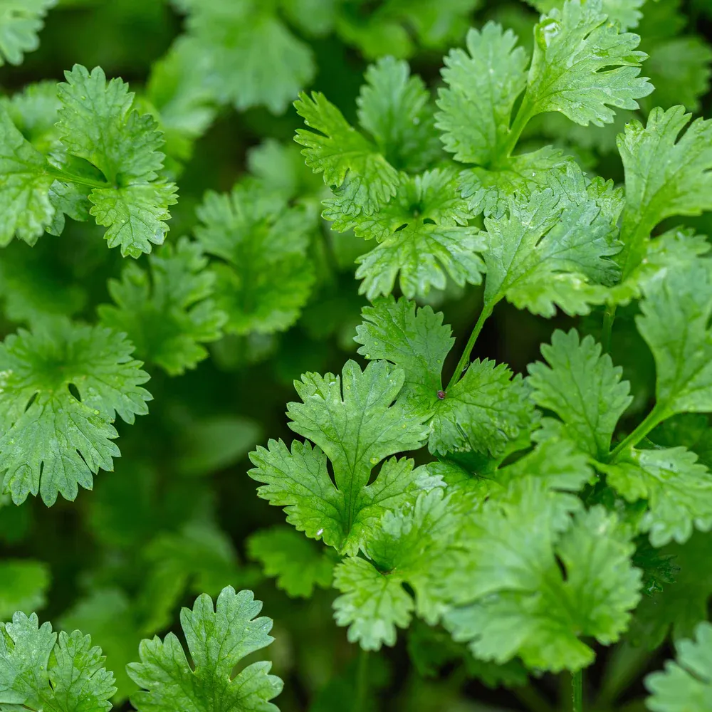 Indian coriander leaf seeds or Cilantro seeds - Spited Non-GMO and FRESH