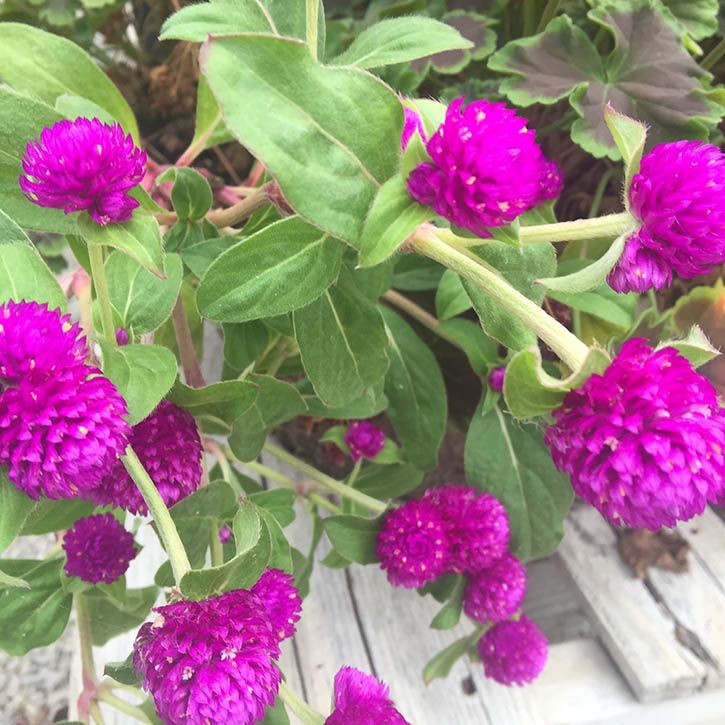 Deep Purple Gomphrena or Globe Amaranth seeds - Non-GMO ORGANIC and FRESH