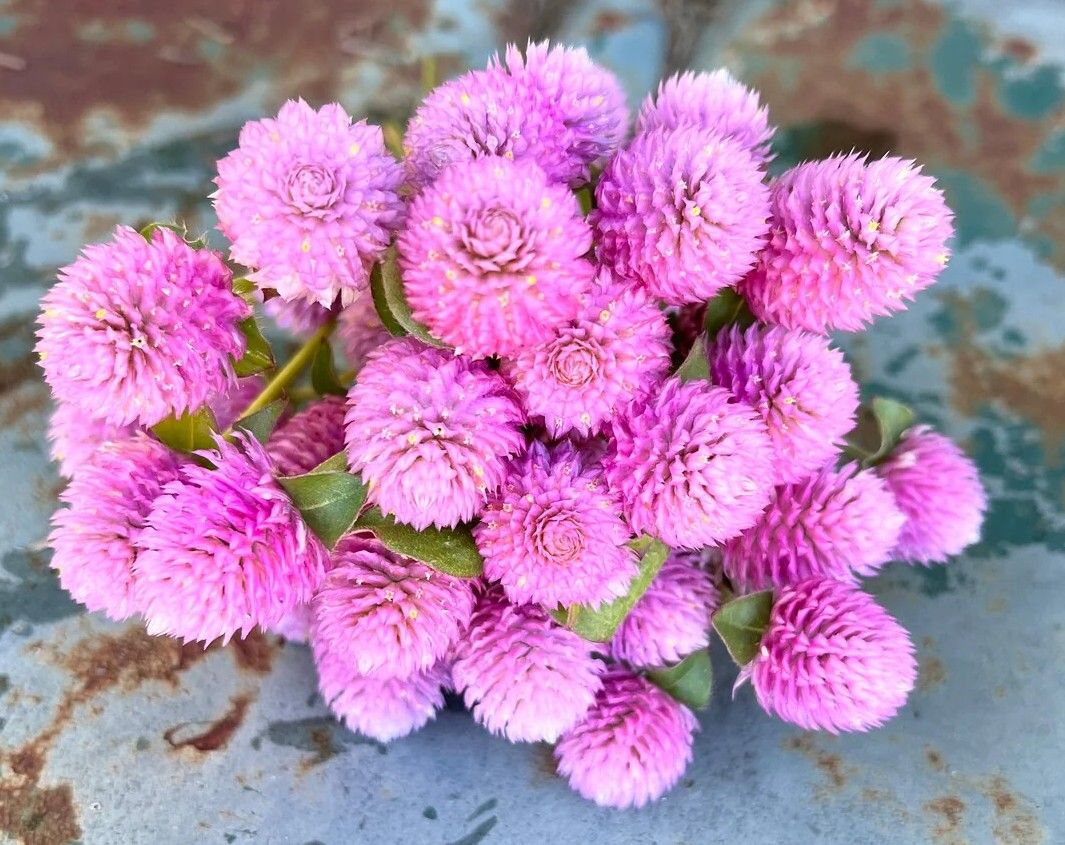 Light pink Gomphrena or Globe Amaranth seeds - Non-GMO ORGANIC and FRESH