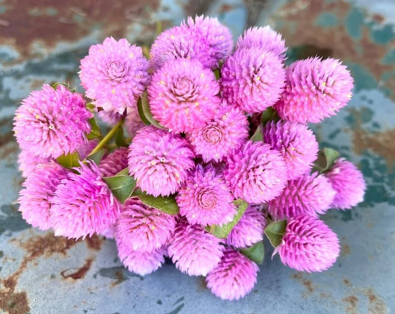 Light pink Gomphrena or Globe Amaranth seeds - Non-GMO ORGANIC and FRESH