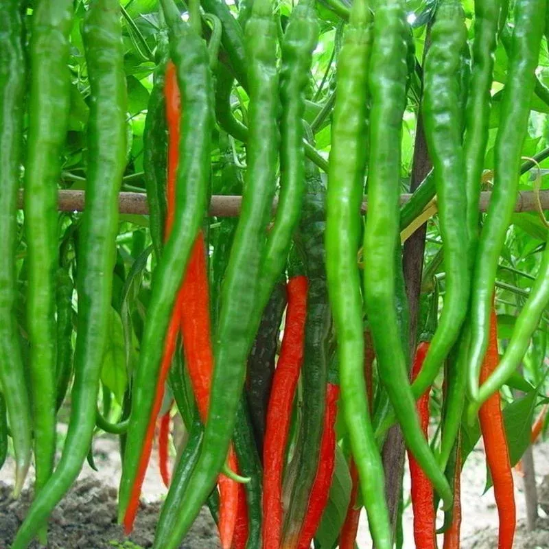 Extra long green chili seeds - Non-GMO, Heirloom.