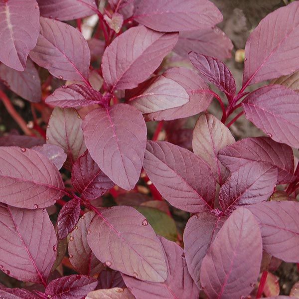 Red amaranth seeds - Non-GMO ORGANIC and FRESH