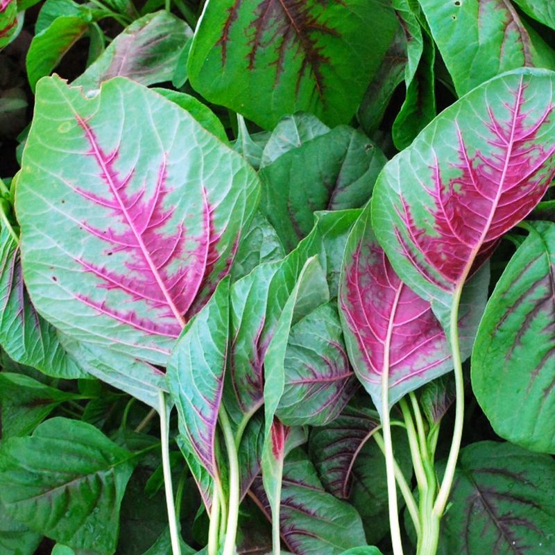 Green and red striped amaranth seeds - Non-GMO ORGANIC and FRESH