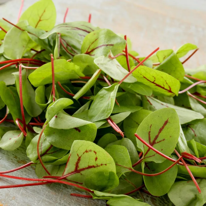 Red Veined SORREL seeds - Non-GMO ORGANIC and FRESH