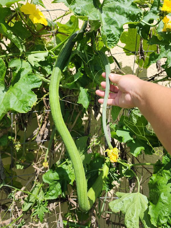 Extra long Smooth Ridge Gourd  seeds (2.5 to 3,5 feet long) - Non-GMO HEIRLOOM and FRESH