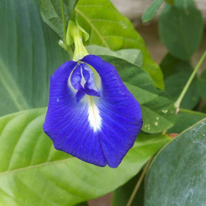 Blue Butterfly seeds - Non-GMO ORGANIC and FRESH