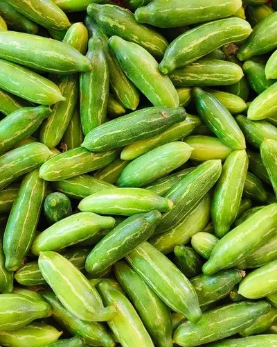 Indian non-bitterness Tindora or Ivy gourd seeds - Non-GMO ORGANIC FRESH