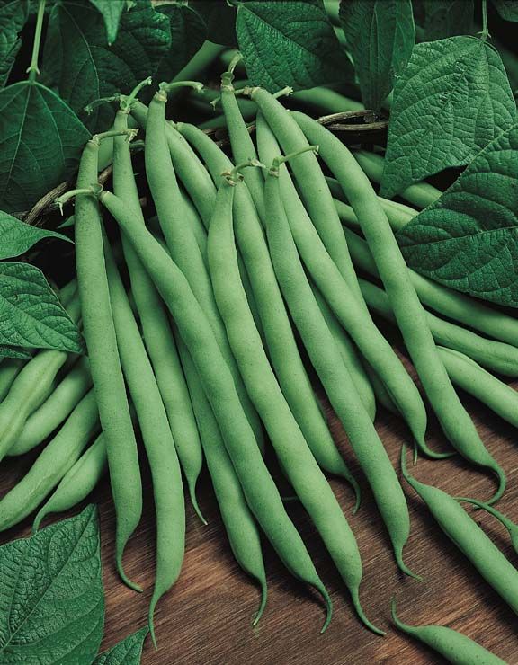 Pole French bean seeds - Non-GMO ORGANIC and FRESH