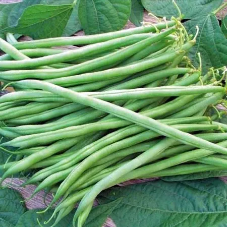 Bush French bean seeds - Non-GMO ORGANIC and FRESH
