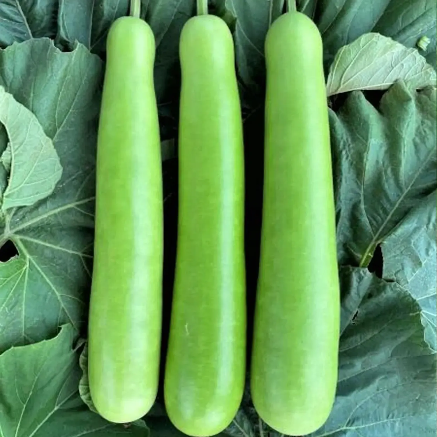 Indian Bottle Gourd or Lauki  seeds - Non-GMO ORGANIC FRESH