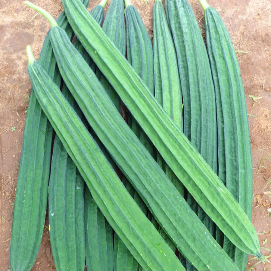Indian  Ridge Gourd or Luffa  seeds - Non-GMO ORGANIC FRESH