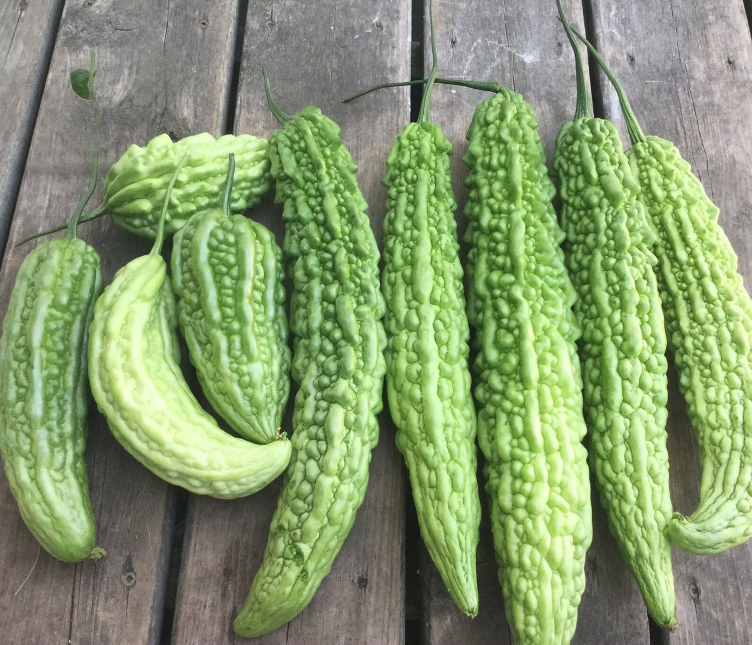 Light Green Bitter Gourd seeds - Non-GMO AND FRESH