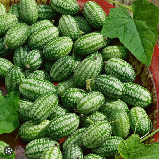 Cucamelon or Mexican Sour Gherkin seeds - Non-GMO AND FRESH