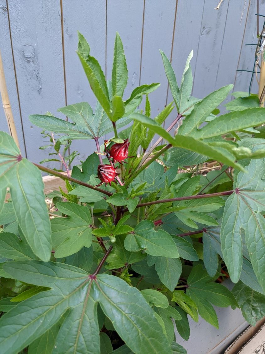 Gongura or Asian Sour Leaf seeds - Non-GMO and FRESH