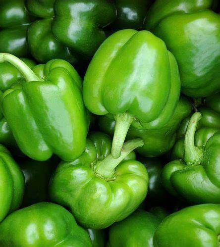 Green Pepper or Capsicum seeds - Non-GMO and FRESH