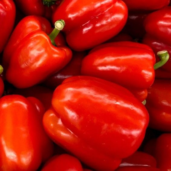Red Pepper or Capsicum seeds - Non-GMO, ORGANIC AND FRESH