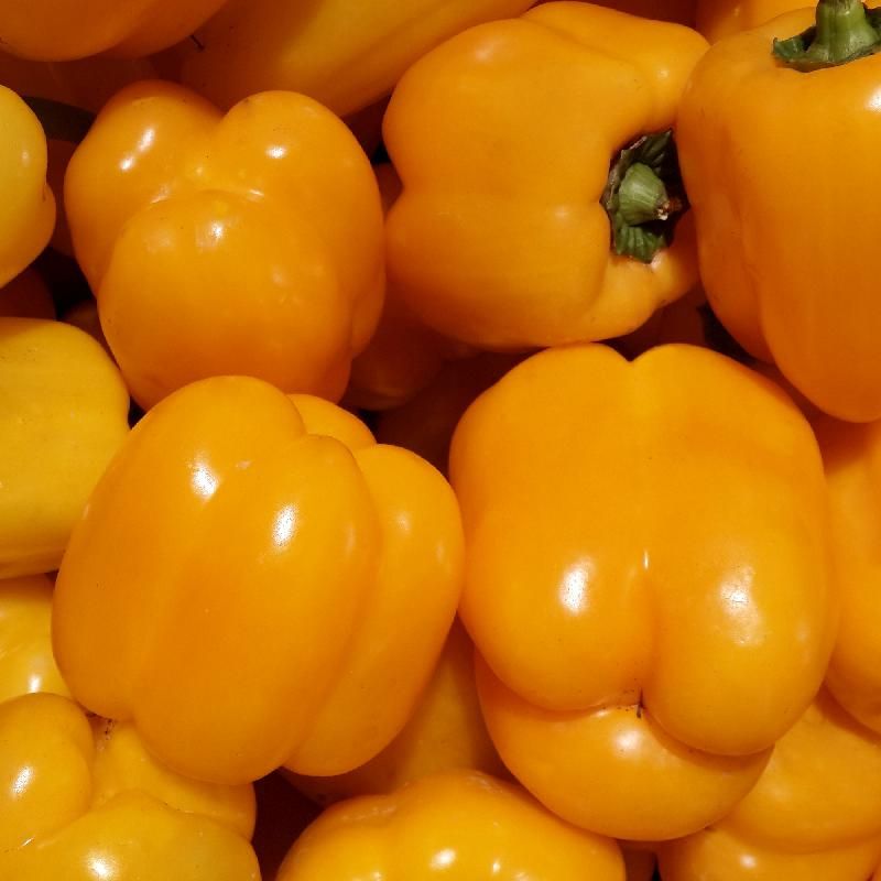Yellow or Golden Pepper or Capsicum seeds - Non-GMO, ORGANIC AND FRESH