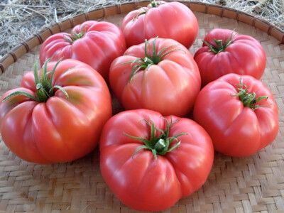 Giant Heirloom Tomato seeds - Non-GMO, ORGANIC AND FRESH